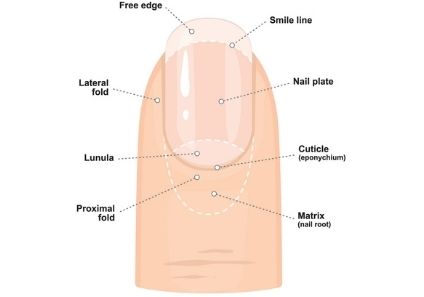Layers of the Nail and Cuticle